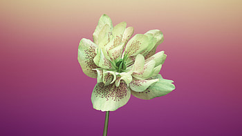 Floral, yellow flower, stock, apple HD wallpaper