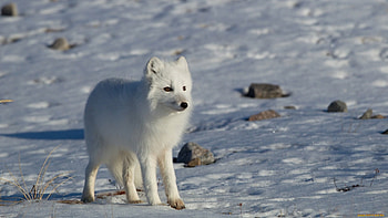 110 , Arctic Fox HD wallpaper