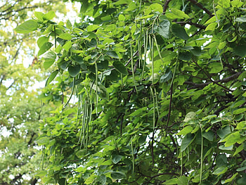 Catalpa, Northern, Campbells Nursery HD wallpaper