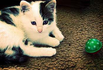 Kitten, cats, kitties HD wallpaper