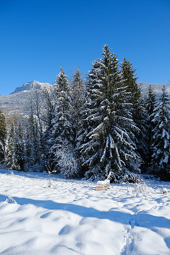 Landscape, Winter, Nature, Trees, Snow, Fir-Trees, Mountain HD phone wallpaper
