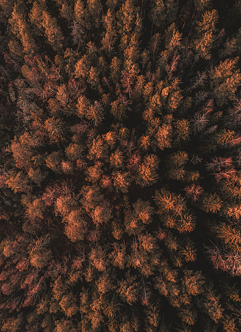 Nature, Trees, Autumn, Top, Forest, Thick, Tops, Sweden, Bird's-Eye, Bird's-Eye View HD phone wallpaper