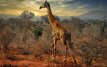 Giraffe, wildlife, evening, sunset, savannah, giraffes, wild animals, Africa HD wallpaper