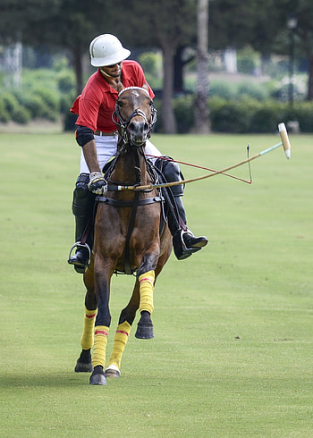 Equestrian sport, Horse player, Jockey tournament, Animal competitions HD phone wallpaper