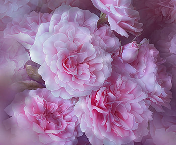 Roses, helga helleborus, frumusete, skin, helgahelleborus, rose, pink, fantasy, flower, texture, helga-hertz, trandafir, luminos, helga-helleborus HD wallpaper