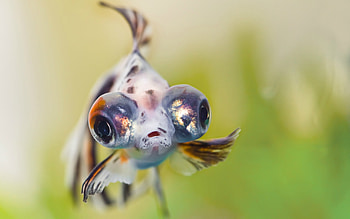 Fish, summer, goldfish, telescope, green, eyes, vara HD wallpaper