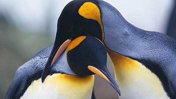 Penguin, de, deosebit, sensibile, animale HD wallpaper