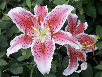 Plants, Flowers, Lilies HD wallpaper