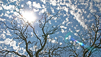 pretty sky, blue, white, soft, bright, clouds, trees, nature, sky, sun HD wallpaper
