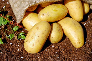 Golden potatoes spilling from a burlap sack onto rich soil, ready for cooking. HD wallpaper