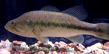 Wikimedia Commons, Largemouth Bass , stock , Wildlife graphy HD wallpaper