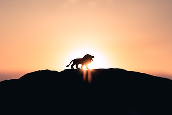 Lion Roaring On Top Of Mountain , lion, animals HD wallpaper