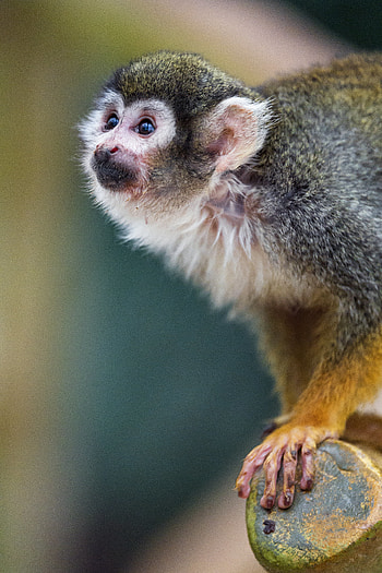 Animals, Monkey, Sight, Opinion, Nice, Sweetheart, Marmoset HD phone wallpaper