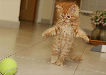 playing kitten, kitten, art , playing, staying, small, nice HD wallpaper