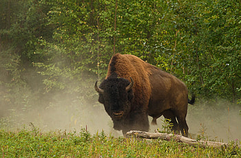 Bison's majestic presence, Nature's grandeur, Inspiring backgrounds, delight HD wallpaper