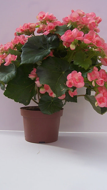 Begonia, Pink HD phone wallpaper