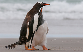 Animals, Birds, Pinguins HD wallpaper