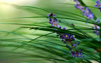Flowers, Grass, Macro, Bright, Greens HD wallpaper
