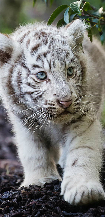 Tiger Cub, Cute cub, Bengal white tiger, Samsung Galaxy HD phone wallpaper