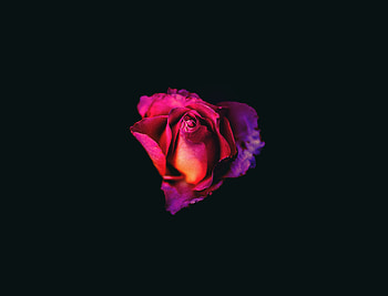 Rose Oled Dark , rose, oled, dark, flowers HD wallpaper