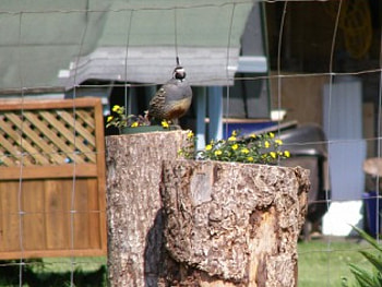 Quail, papa, lookout, cute topknot HD wallpaper