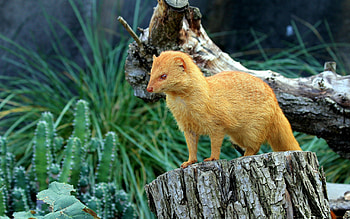 Animals, Nature, Golden, Stump, Marten HD wallpaper