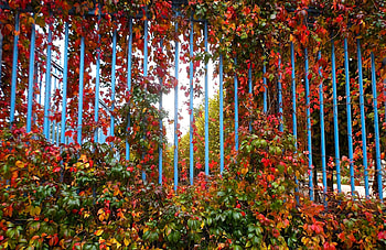 Autumn, leaves, fence, Fall, vines HD wallpaper