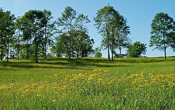 Landscape, Trees, Grass HD wallpaper