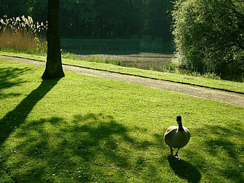 am i alone?, summer, duck, alone HD wallpaper