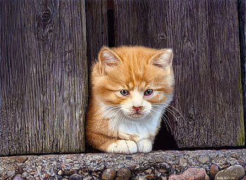 Coming out to play, kitten, cg, abstract, fantasy HD wallpaper