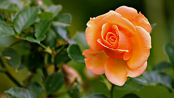 Plants, Flowers, Roses HD wallpaper