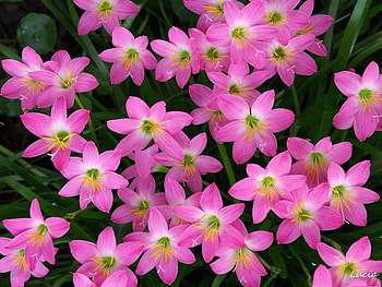 *** Pink flowers - ZEFIRANTES ***, pink, nature, flowers, flower HD wallpaper