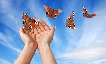 Butterflies, wings, colors, hands, insects, flying HD wallpaper
