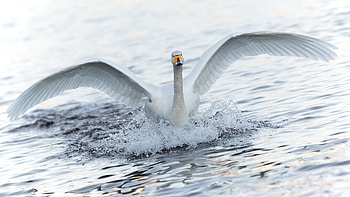 Animals, Birds, Swans HD wallpaper