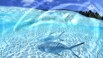Live for Windows 7, 8, Vista, XP HD wallpaper