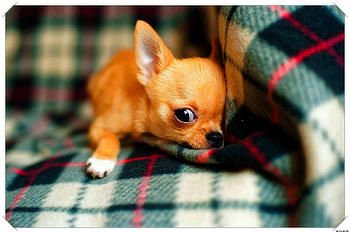 Chihuahua-Him-did-It, cute, puppy, little puppy, Chihuahua HD wallpaper