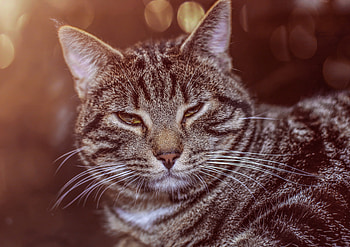 Lazy, sleepy, cat, animal, muzzle HD wallpaper