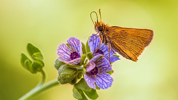 Butterfly, animal, fly, flower HD wallpaper
