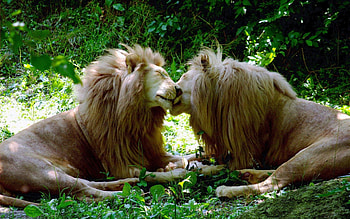 happy together, big cats, cat, beautiful, predator, lions HD wallpaper