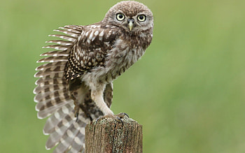 Animals, Owl, Feather, Bird, Wing, Stump, Stretches, Sitting HD wallpaper