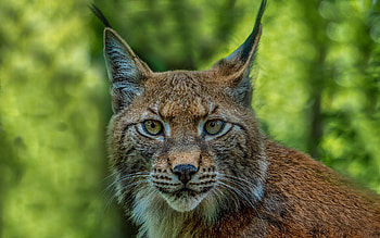 Lynx, animal, nature, cat HD wallpaper