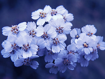 Pretty Flowers, nature, flowers HD wallpaper