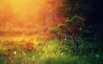 Landscape, Nature HD wallpaper