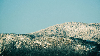 Snow Draped Trees Drammen Norway, snow, mountains, mountain, norway, tree, nature HD wallpaper