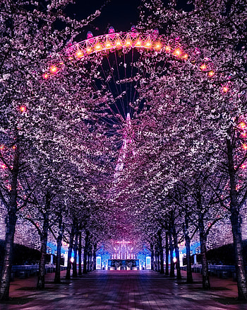 Trees, Night, Miscellanea, Miscellaneous, Backlight, Illumination, Ferris Wheel HD phone wallpaper