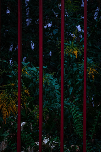 Plants, Flowers, Miscellanea, Miscellaneous, Fence, Garden HD phone wallpaper