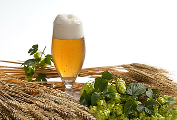 Food, Beer, Glass, Hop, Still Life HD wallpaper