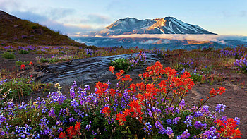 Lupines and Indian Paintbrush with Mount St. Helens in the background, Washington, wildflowers, blossoms, clouds, volcano, landscape, sky, usa, mountain HD wallpaper