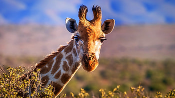 Captivating giraffe , Towering presence, Majestic grace, Wildlife wonder HD wallpaper