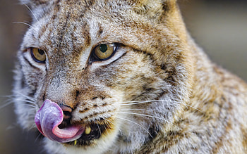 Lynx, animal, nature, cat HD wallpaper